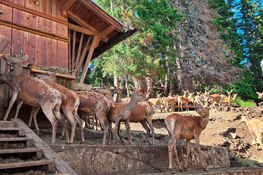 Wildtiergehege Frommes Al Wildtiergehege Frommes Al